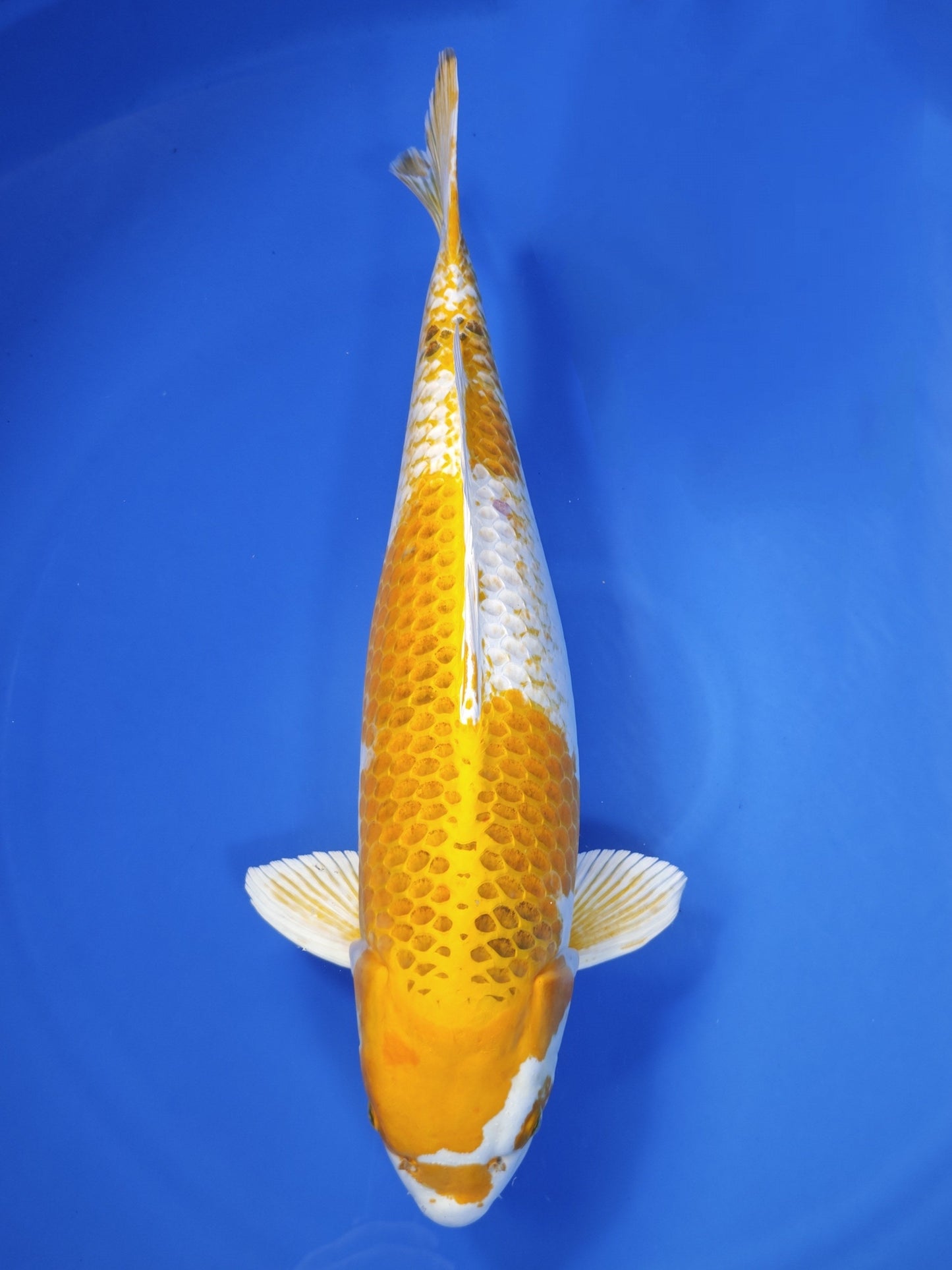 Koi fish for sale — 68 cm Ozumi Ikarashi Kujaku at ChampKoi