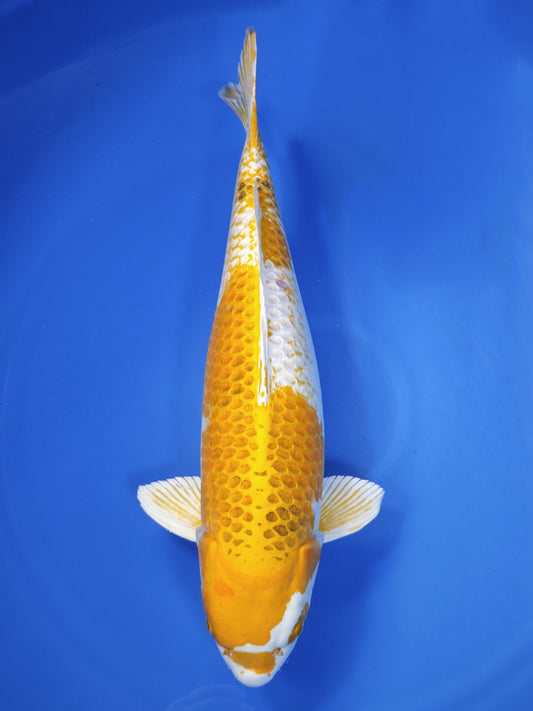 Koi fish for sale — 68 cm Ozumi Ikarashi Kujaku at ChampKoi