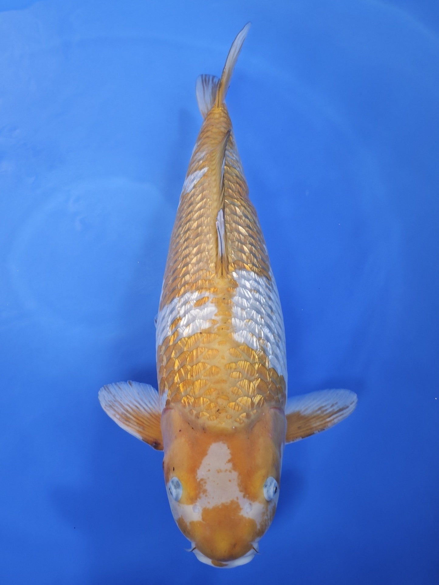 Koi fish for sale — 64 cm Ozumi Ikarashi Ginrin Ochiba at ChampKoi
