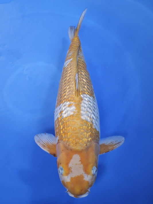 Koi fish for sale — 64 cm Ozumi Ikarashi Ginrin Ochiba at ChampKoi
