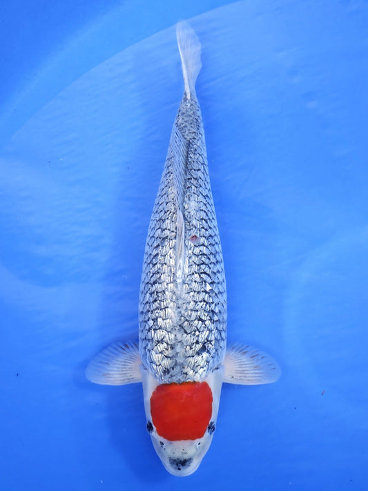 Koi fish for sale — 51 cm Ozumi Ikarashi Ginrin Goshiki at ChampKoi