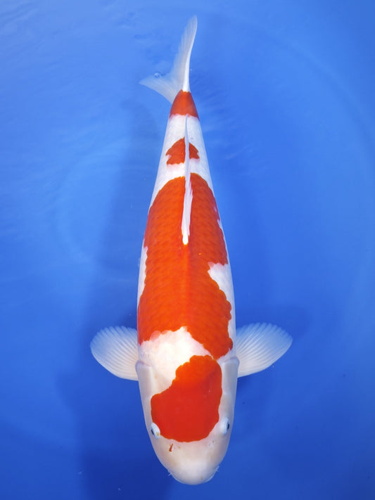 Koi fish for sale — 61 cm Marudo Kohaku at ChampKoi