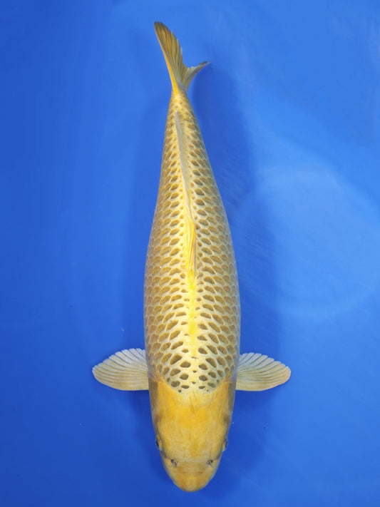Koi fish for sale — 66 cm Marusei Kin Ki Matsuba at ChampKoi