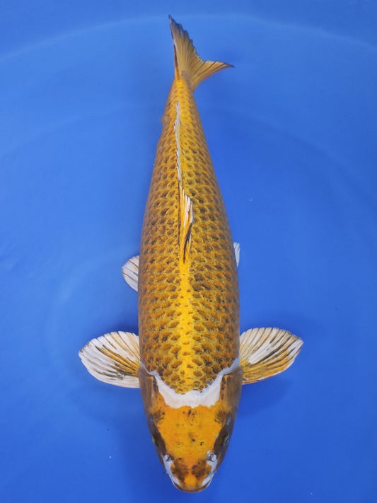 Koi fish for sale — 66 cm Marusei Mukashi Ogon at ChampKoi