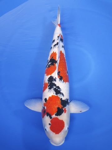 26J-026 Sanke