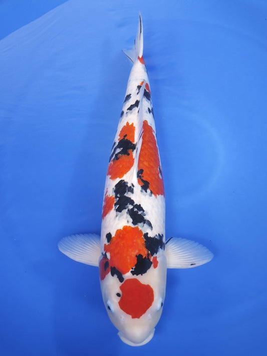 Koi fish for sale — 66 cm Marusei Sanke at ChampKoi