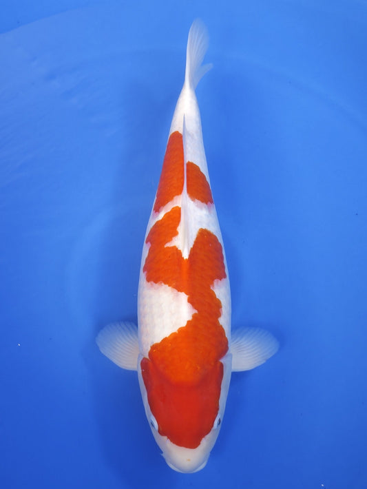 Koi fish for sale — 55 cm Nogami Kohaku at ChampKoi