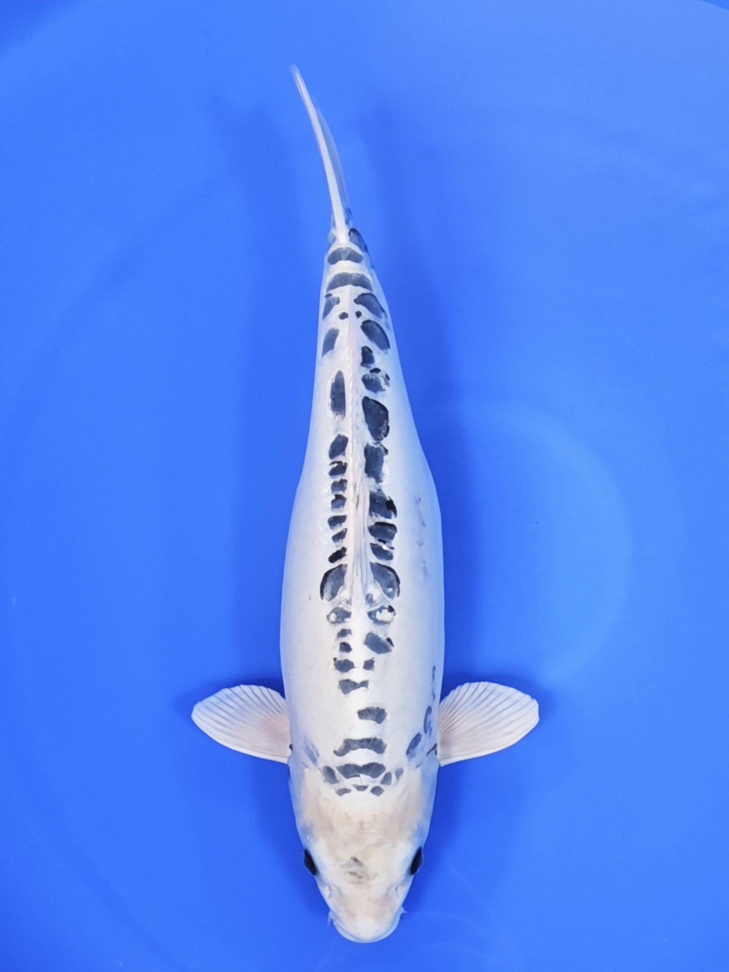 Ogata Kikokuryu koi for sale — 57 cm at ChampKoi