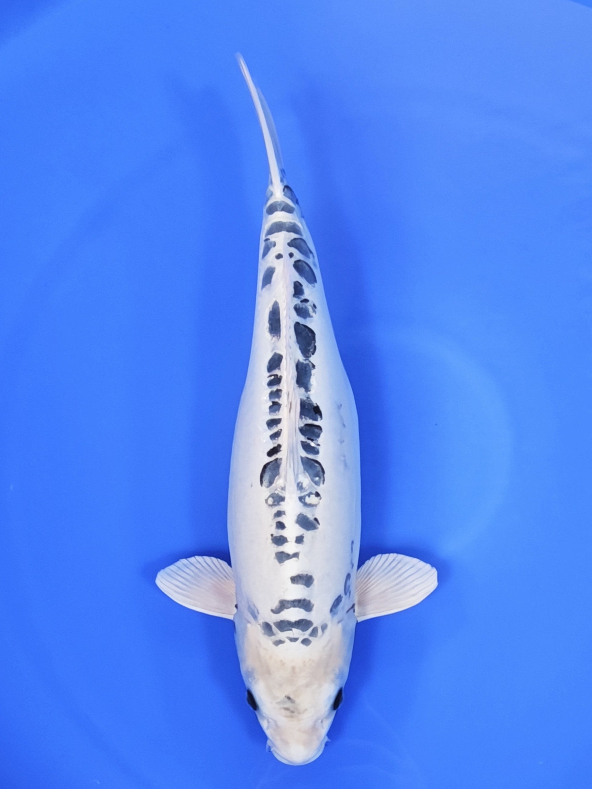 Ogata Kikokuryu koi for sale — 57 cm at ChampKoi