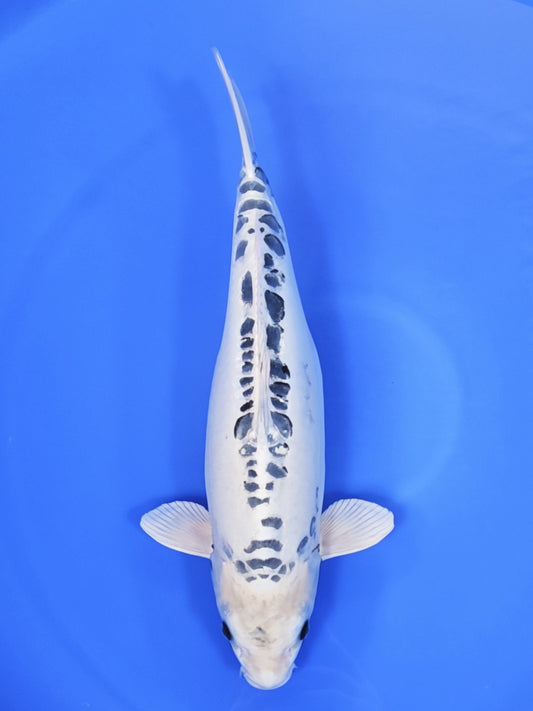 Ogata Kikokuryu koi for sale — 57 cm at ChampKoi