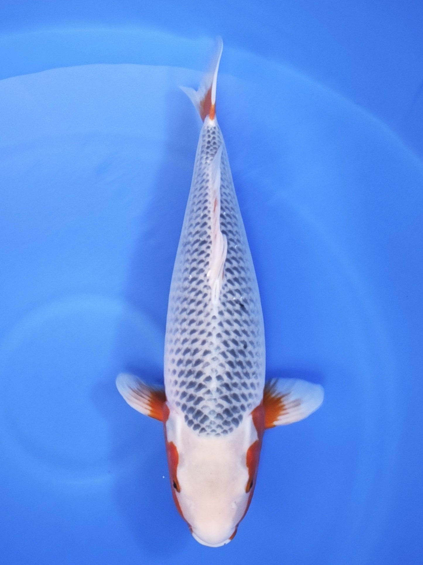 Ogata Asagi koi for sale — 63 cm at ChampKoi