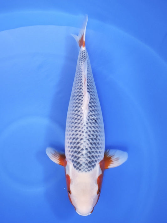 Ogata Asagi koi for sale — 63 cm at ChampKoi