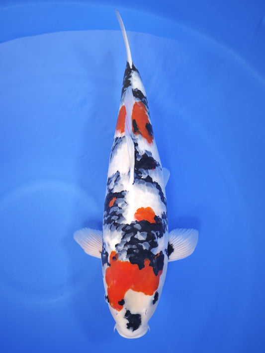 Ogata Showa koi for sale — 55 cm at ChampKoi