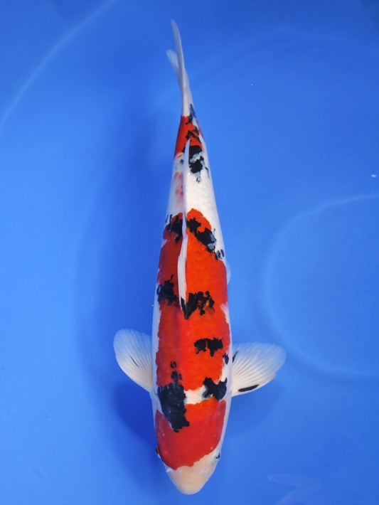 Ogata Sanke koi for sale — 54 cm at ChampKoi
