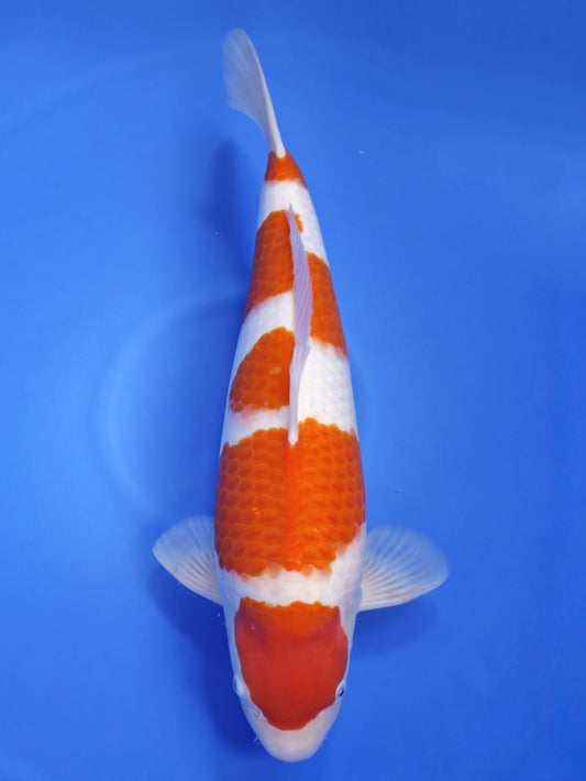 Ogata Kohaku koi for sale — 54 cm at ChampKoi