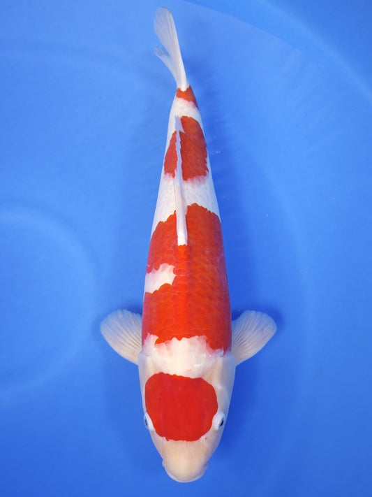 Ogata Kohaku koi for sale — 54 cm at ChampKoi