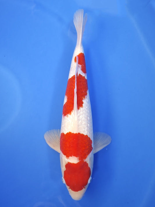Ogata Ginrin Kohaku koi for sale — 53 cm at ChampKoi