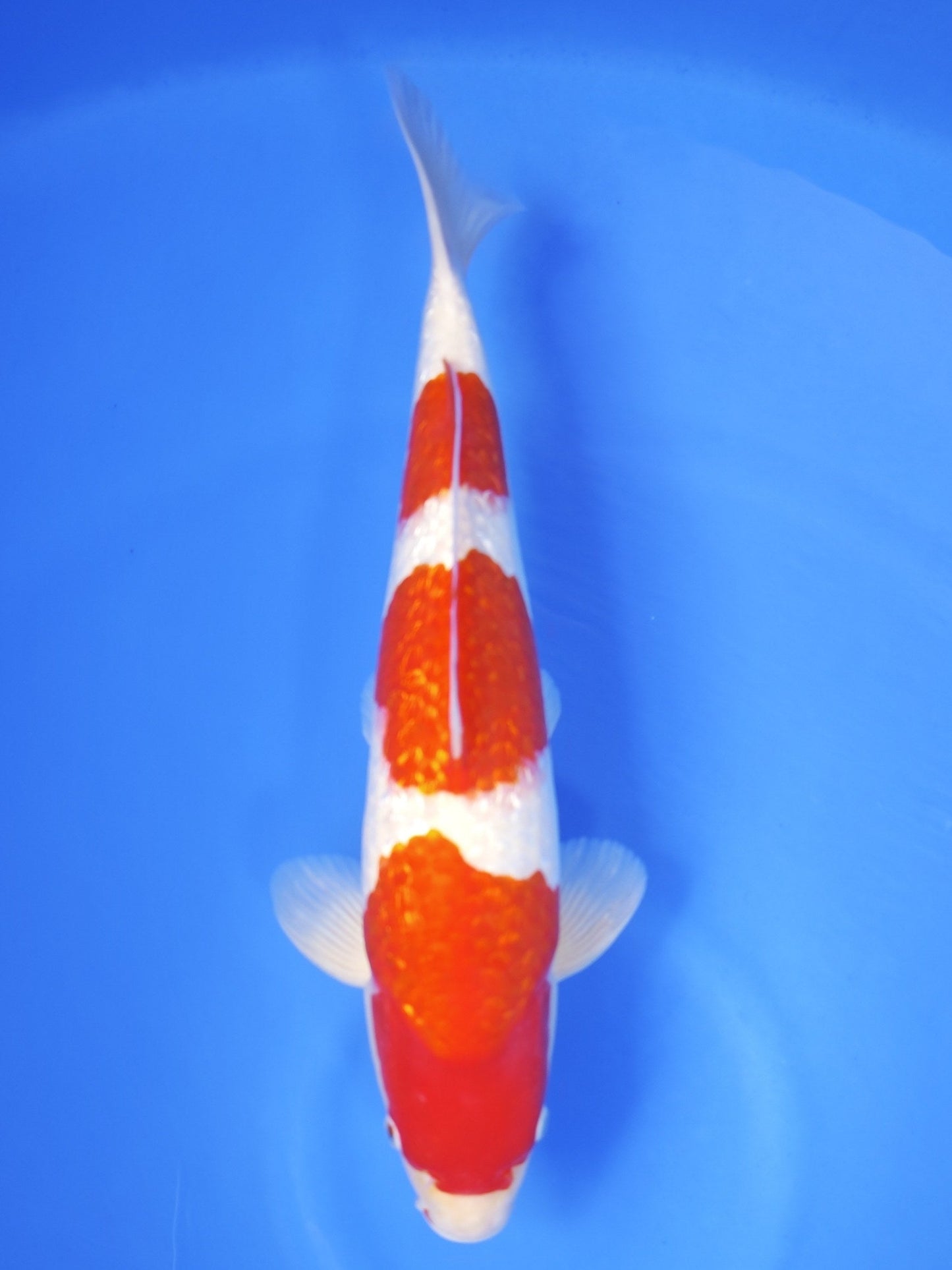 Ogata Ginrin Kohaku koi for sale — 49 cm at ChampKoi