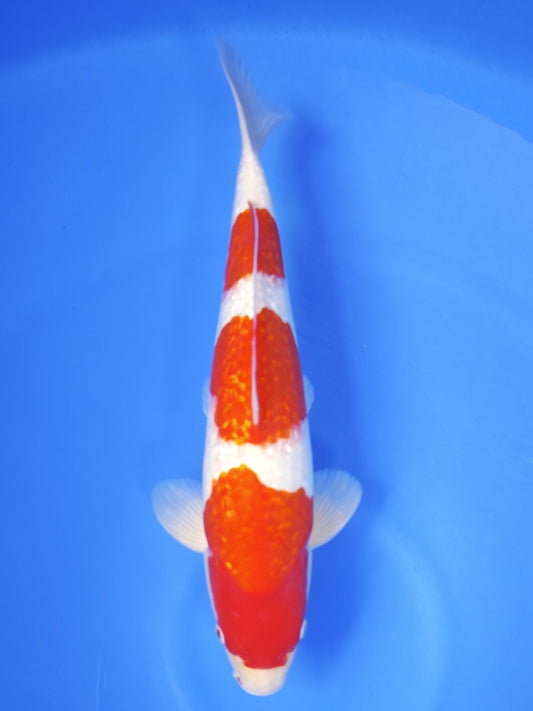 Ogata Ginrin Kohaku koi for sale — 49 cm at ChampKoi