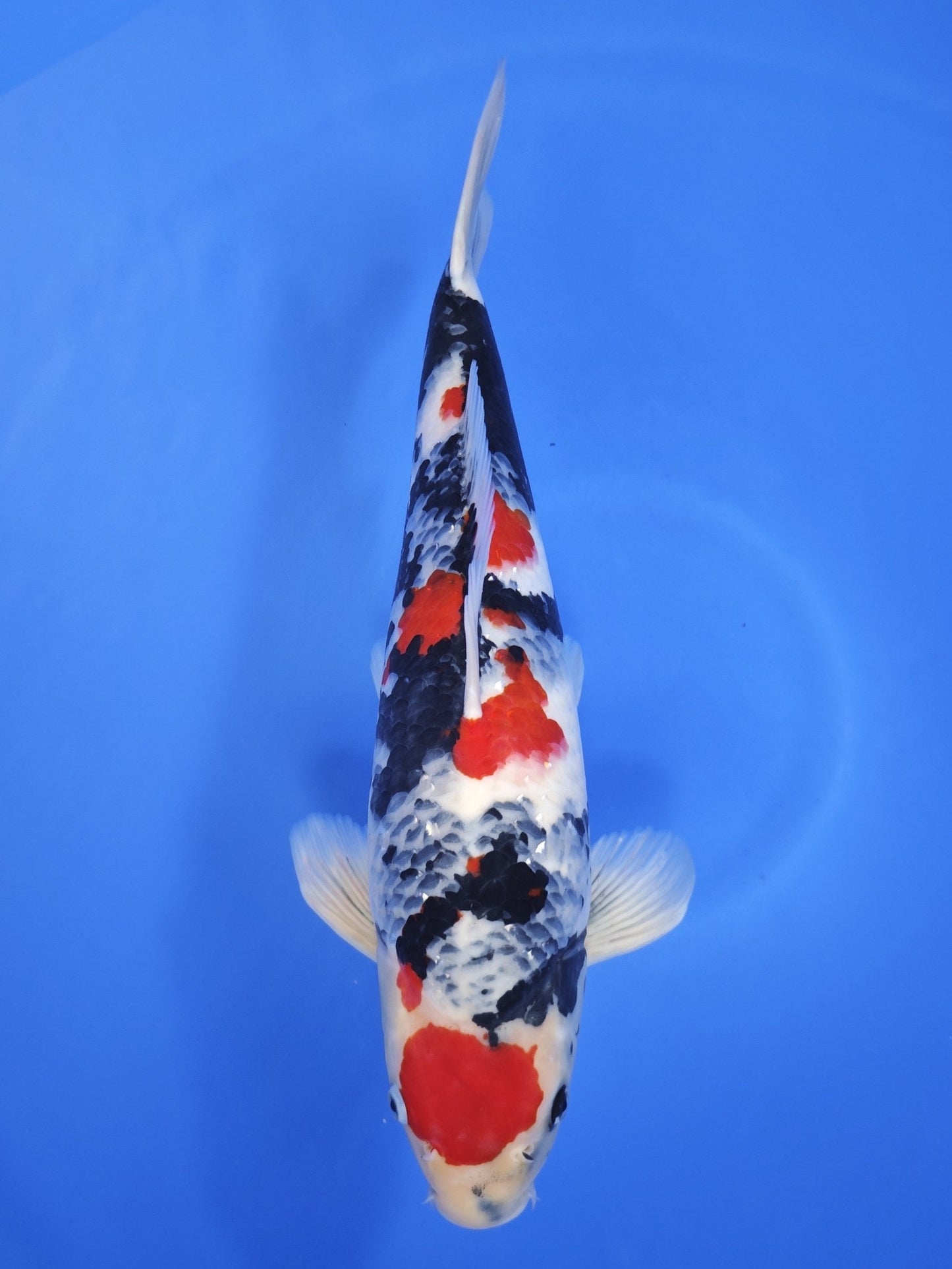 Ogata Showa koi for sale — 48 cm at ChampKoi