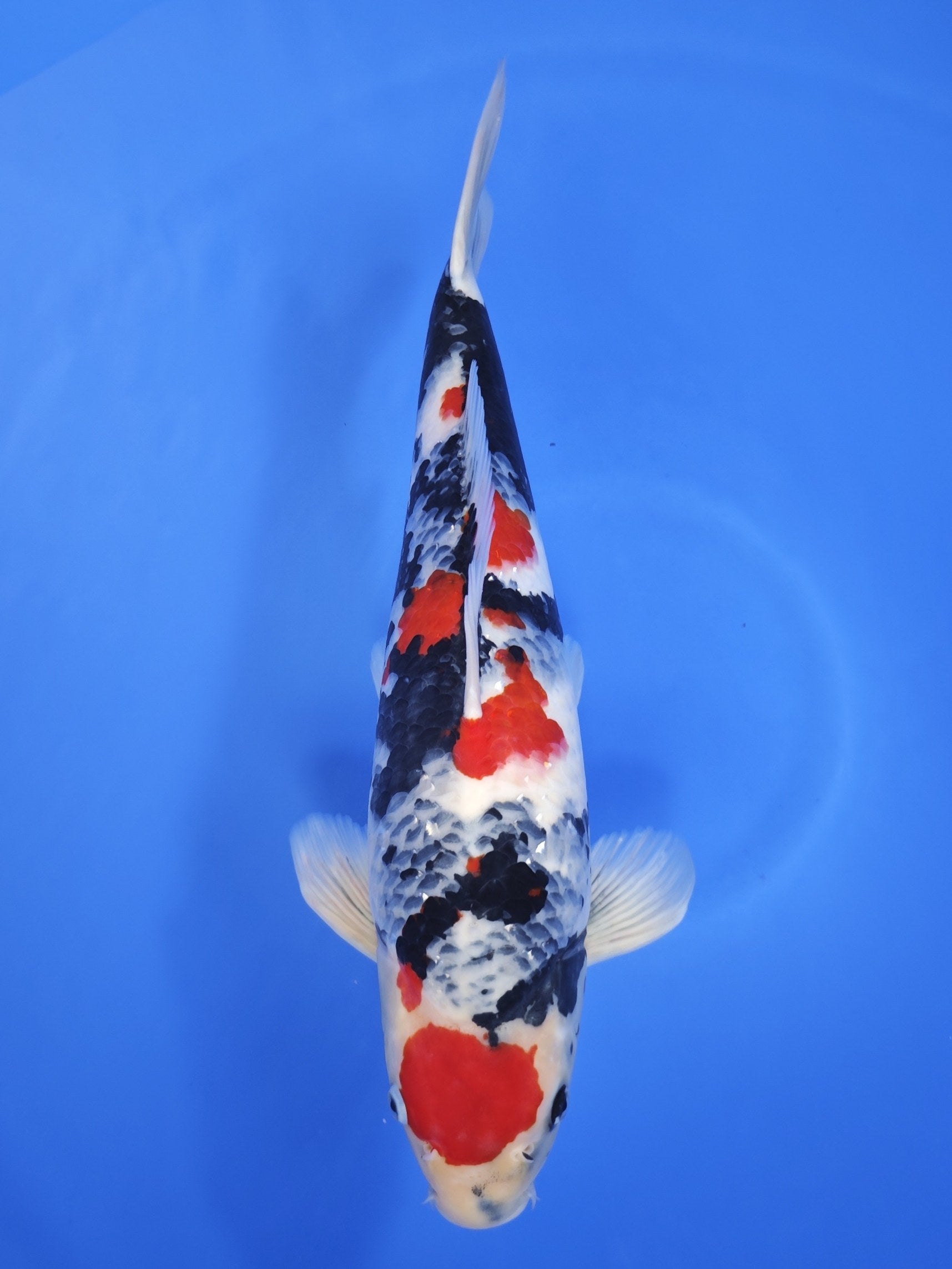 Ogata Showa koi for sale — 48 cm at ChampKoi