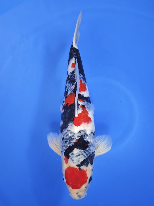 Ogata Showa koi for sale — 48 cm at ChampKoi