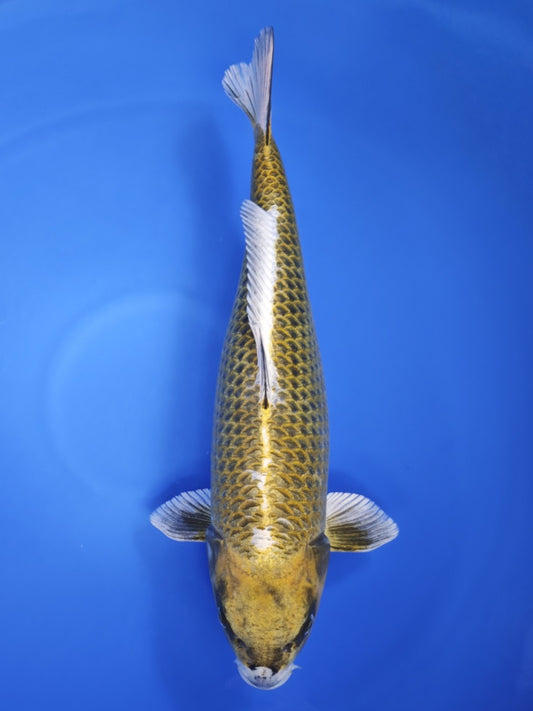 Ogata Mukashi Ogon koi for sale — 60 cm at ChampKoi
