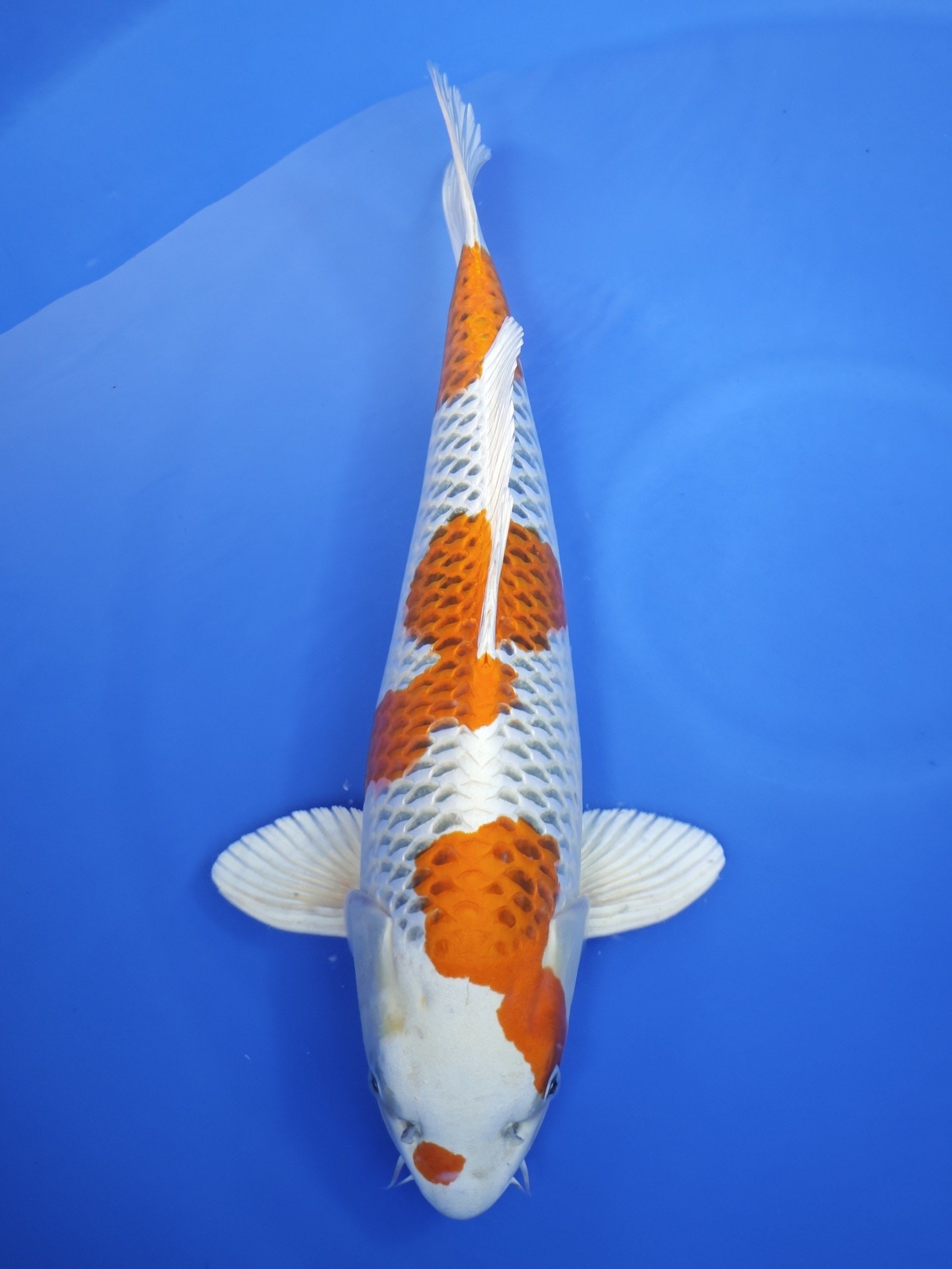 Ogata Kujaku koi for sale — 53 cm at ChampKoi