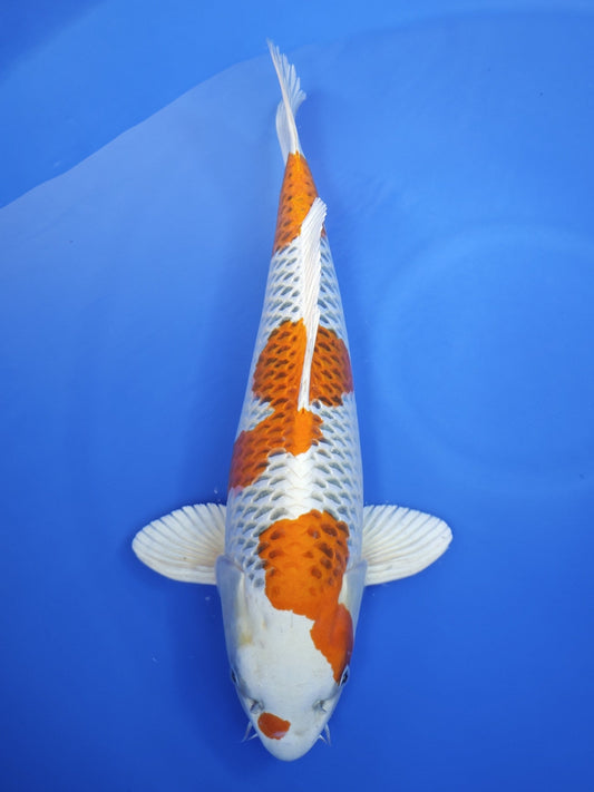 Ogata Kujaku koi for sale — 53 cm at ChampKoi