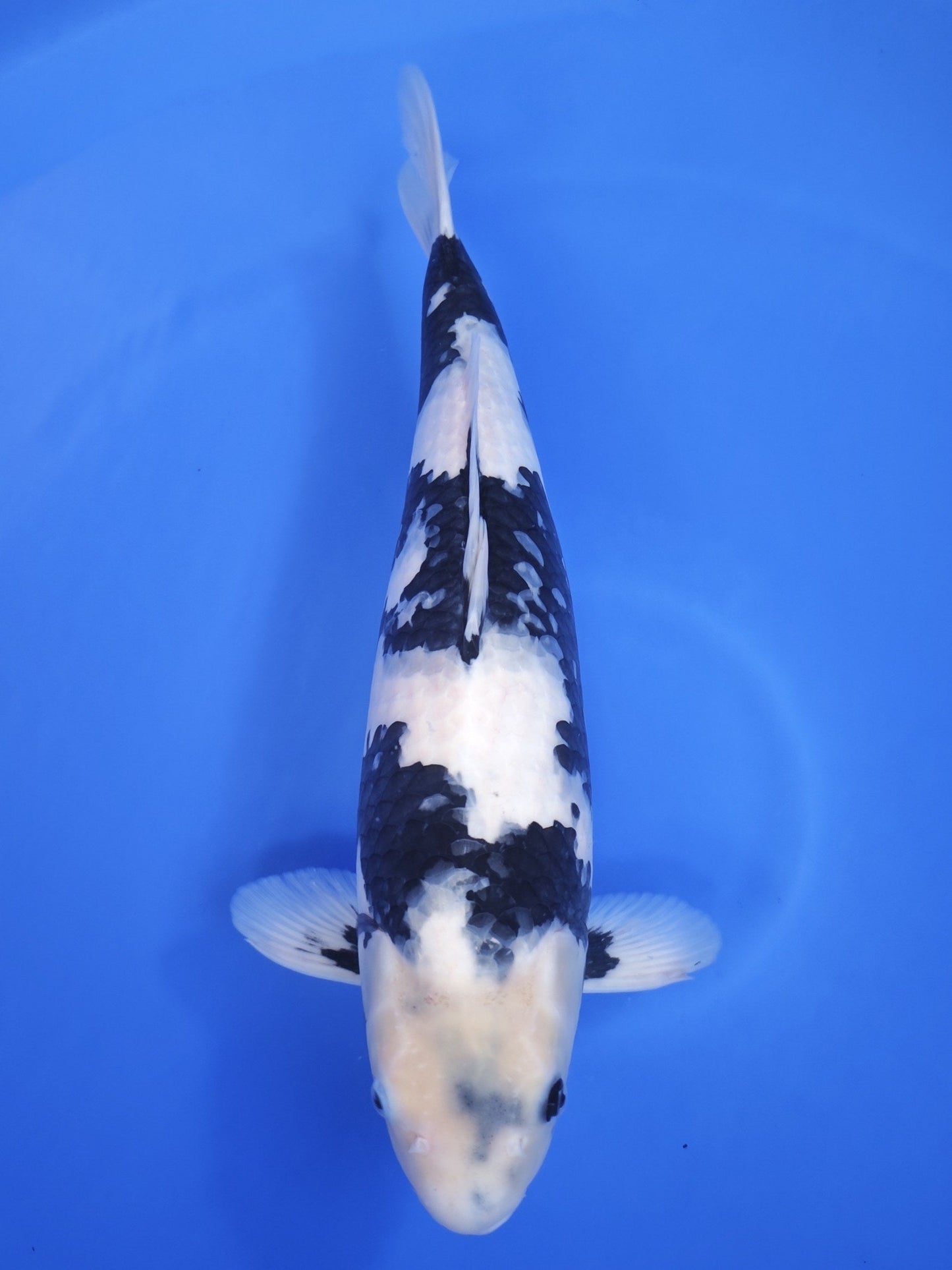 Ogata Shiro Utsuri koi for sale — 55 cm at ChampKoi