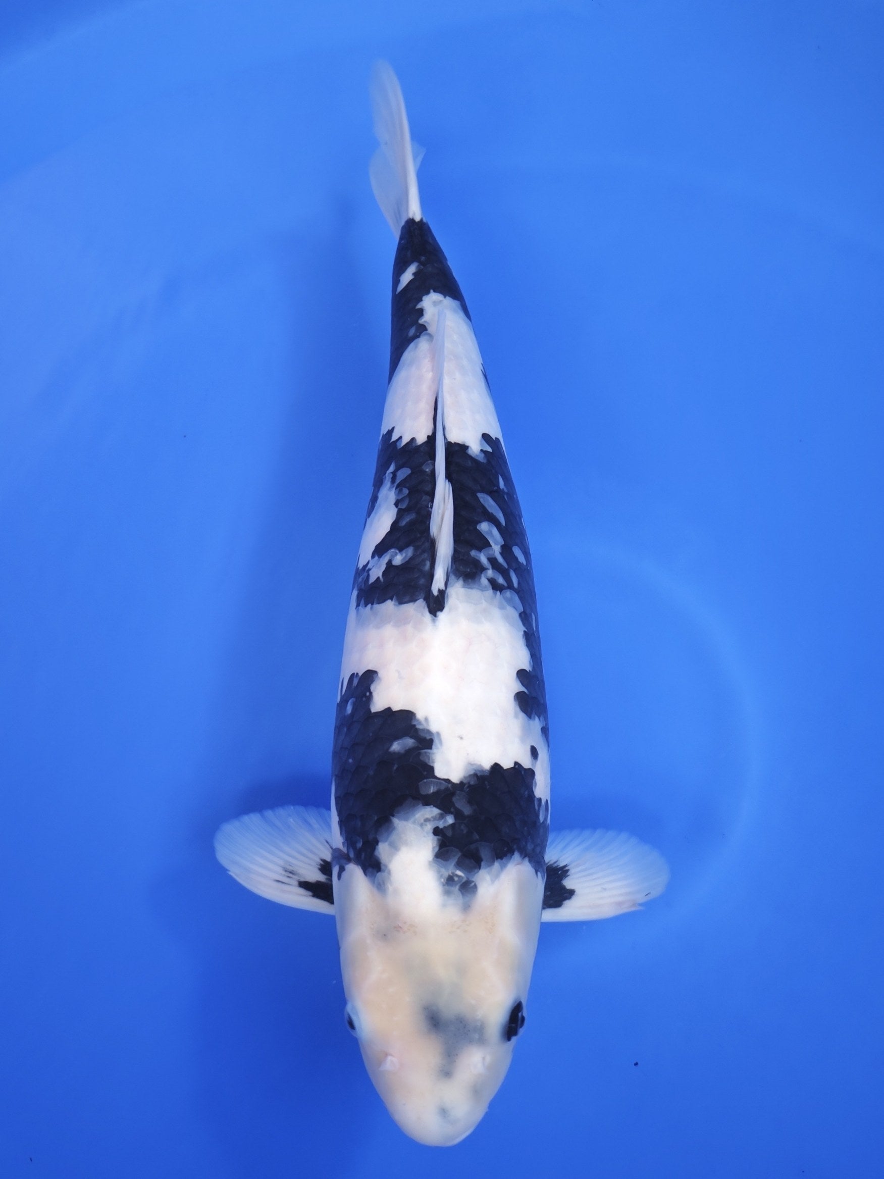 Ogata Shiro Utsuri koi for sale — 55 cm at ChampKoi