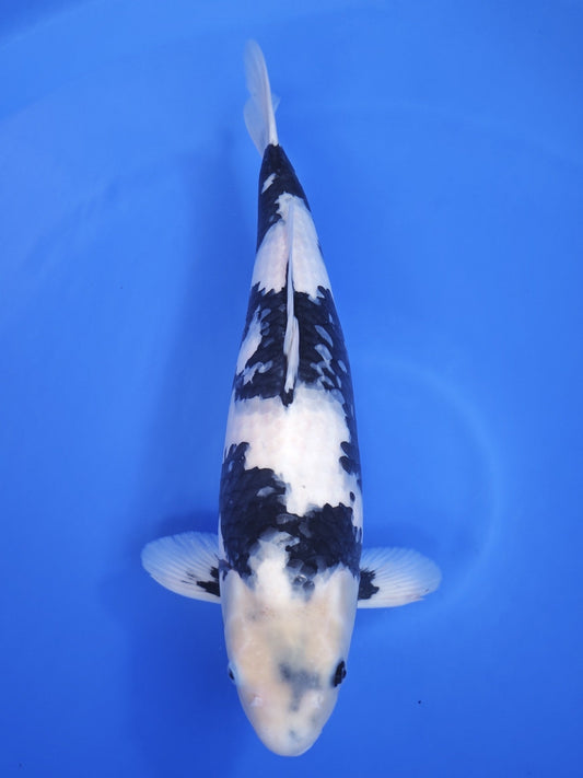 Ogata Shiro Utsuri koi for sale — 55 cm at ChampKoi