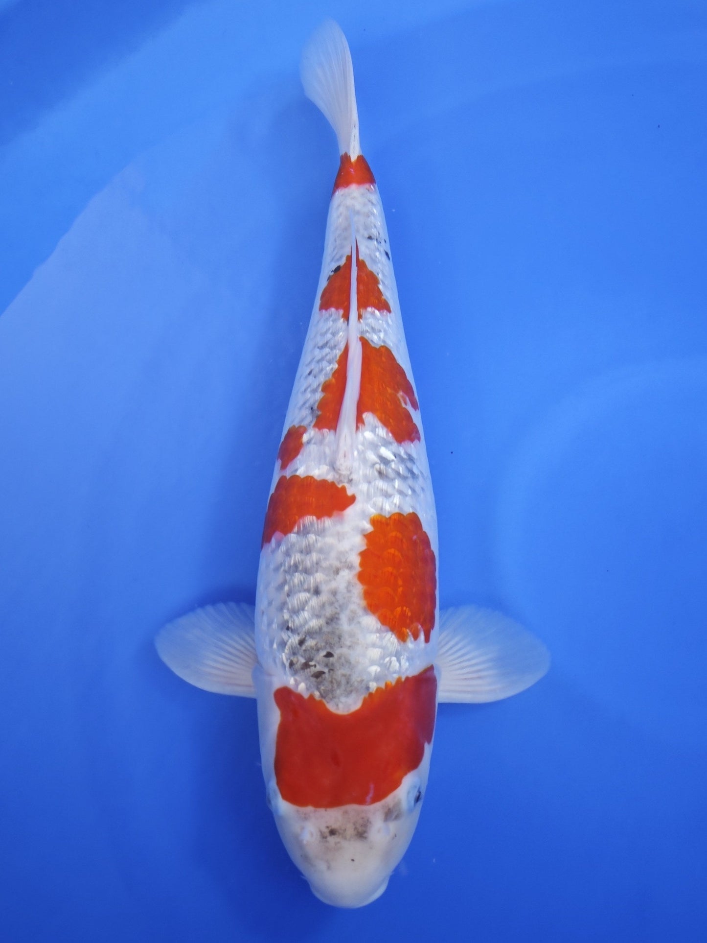 Ogata Ginrin Goshiki koi for sale — 54 cm at ChampKoi