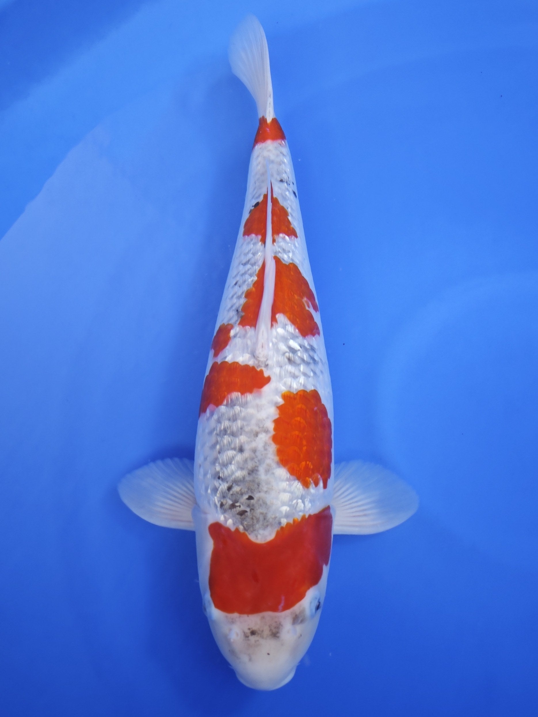 Ogata Ginrin Goshiki koi for sale — 54 cm at ChampKoi