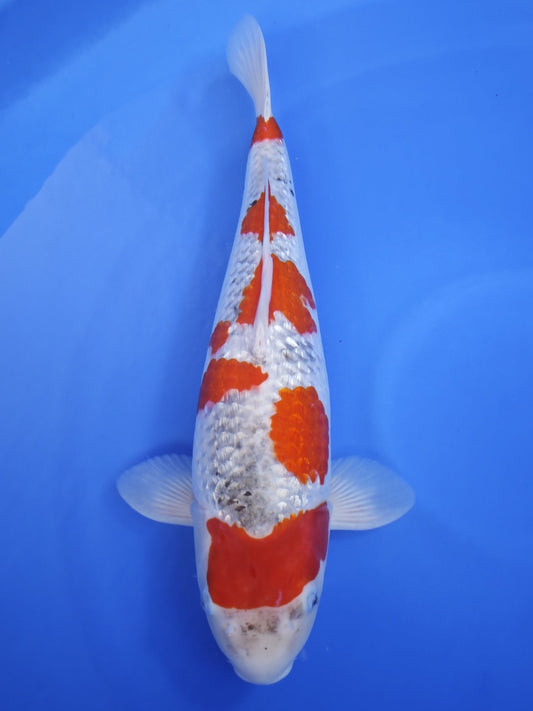 Ogata Ginrin Goshiki koi for sale — 54 cm at ChampKoi