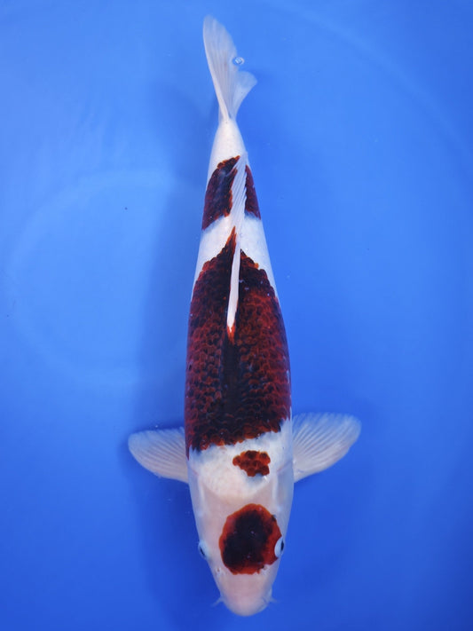 Ogata Ginrin Goshiki koi for sale — 53 cm at ChampKoi