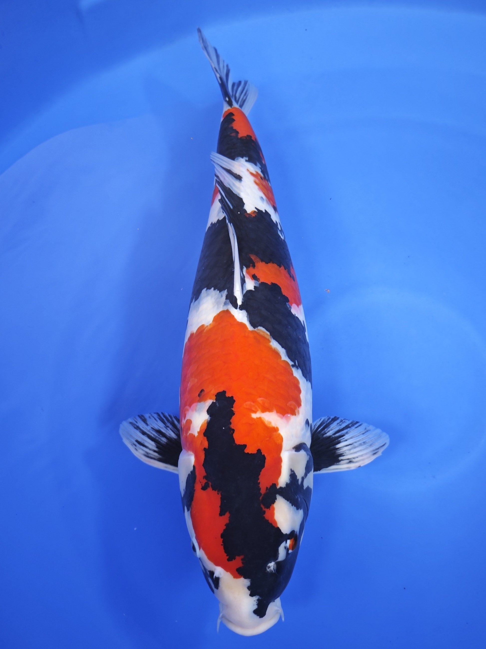 Otsuka Showa koi for sale — 64 cm at ChampKoi