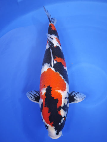 26K-015