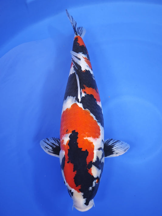 Otsuka Showa koi for sale — 64 cm at ChampKoi