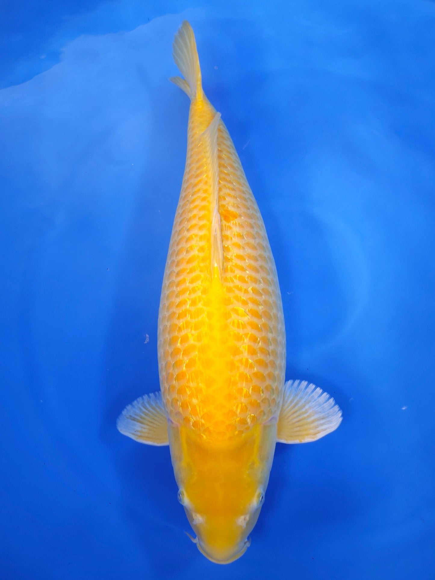 Marusei Ginrin Korashigoi koi for sale — 70 cm at ChampKoi