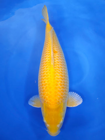 26K-016