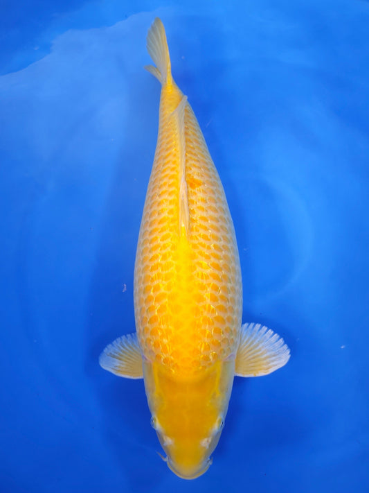 Marusei Ginrin Korashigoi koi for sale — 70 cm at ChampKoi