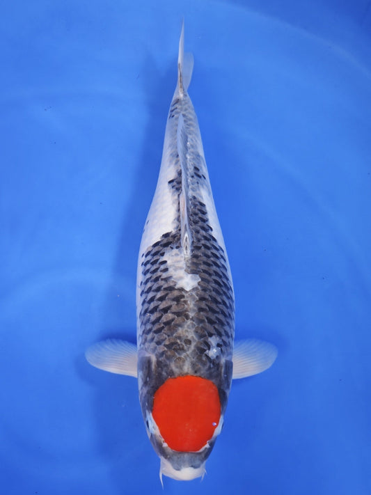 Kanno Tancho Goshiki koi for sale — 59 cm at ChampKoi