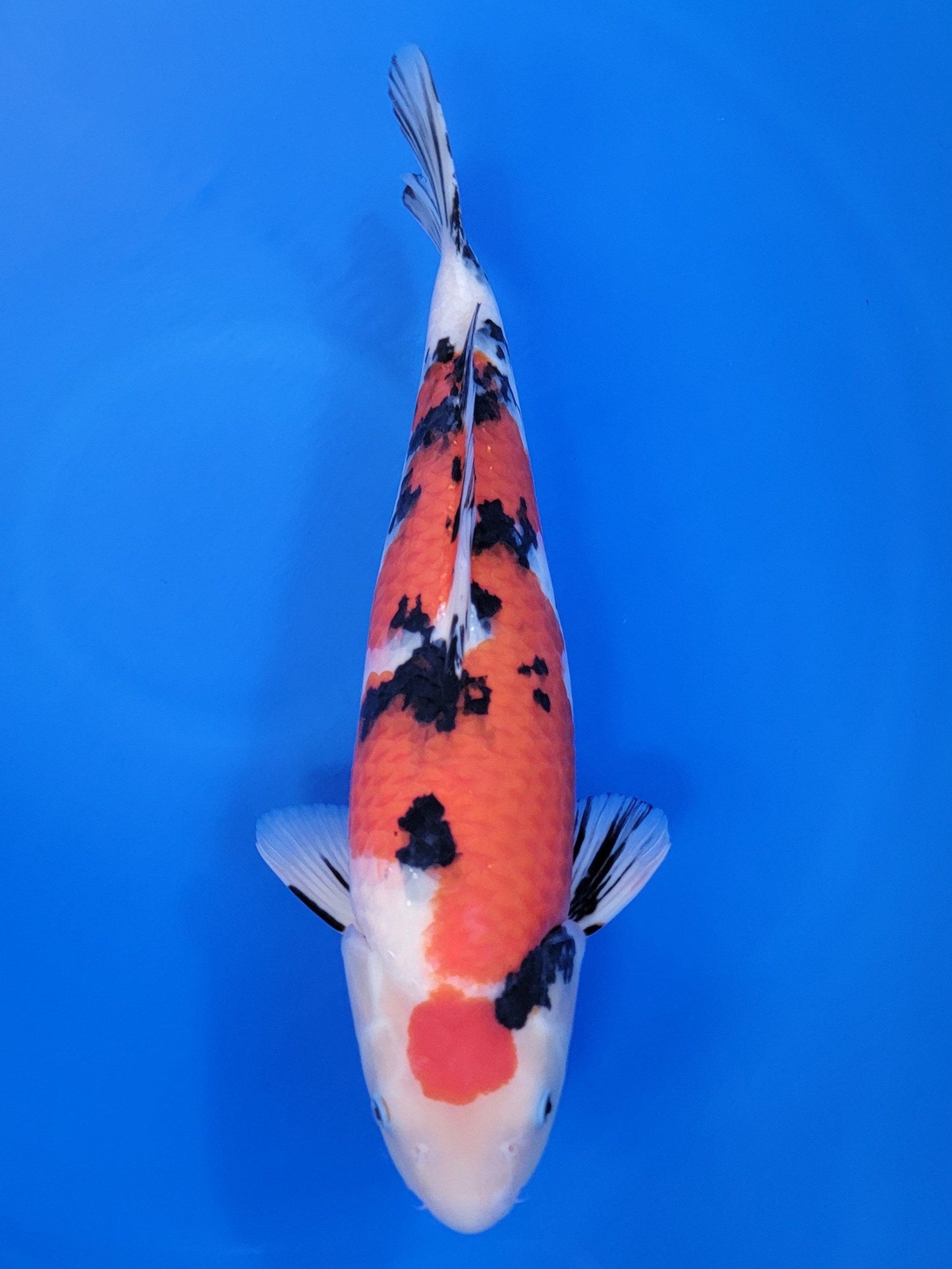 Sakai Company Ltd Sanke koi for sale — 51 cm at ChampKoi