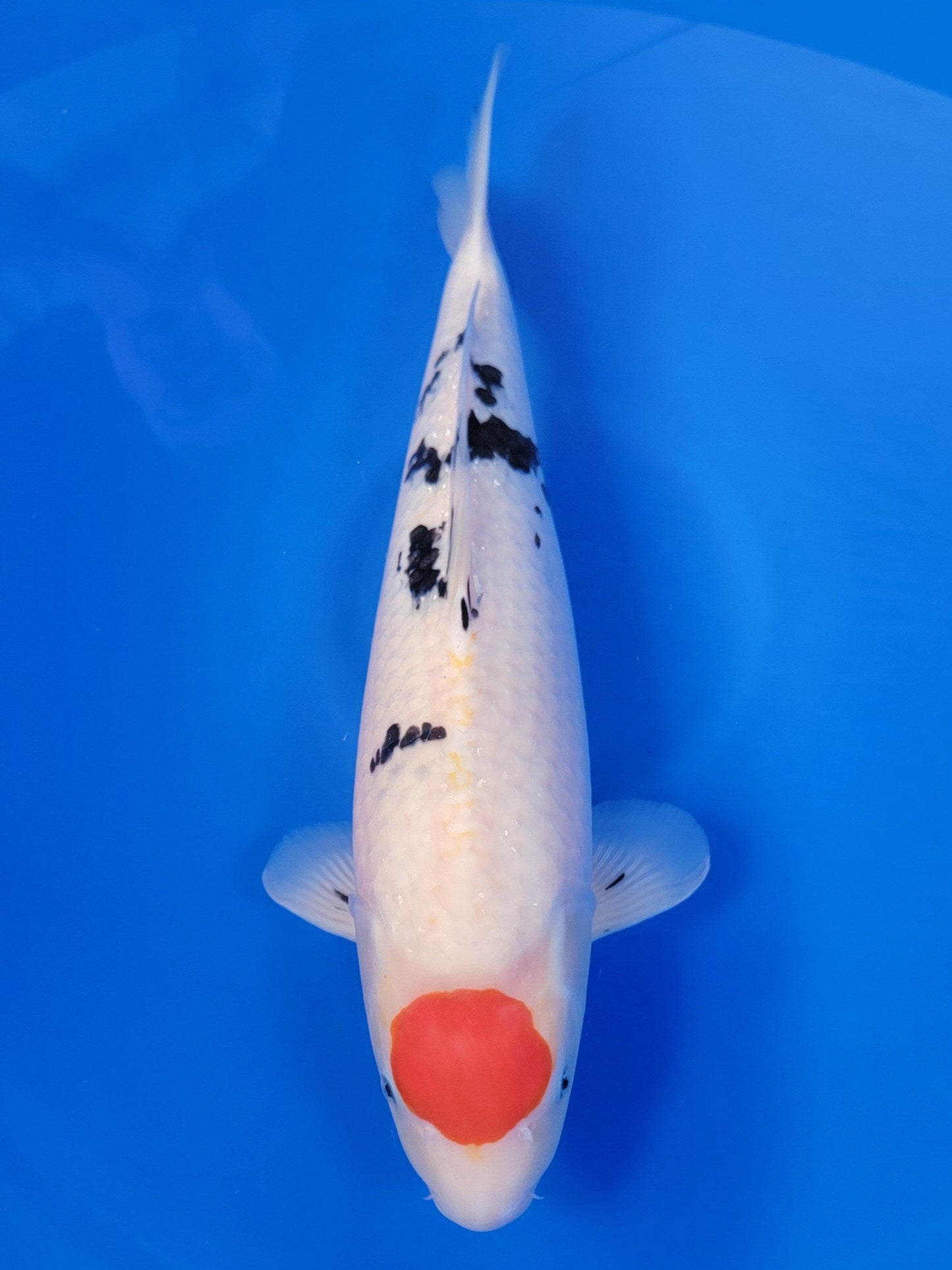Sakai Company Ltd Tancho Sanke koi for sale — 54 cm at ChampKoi