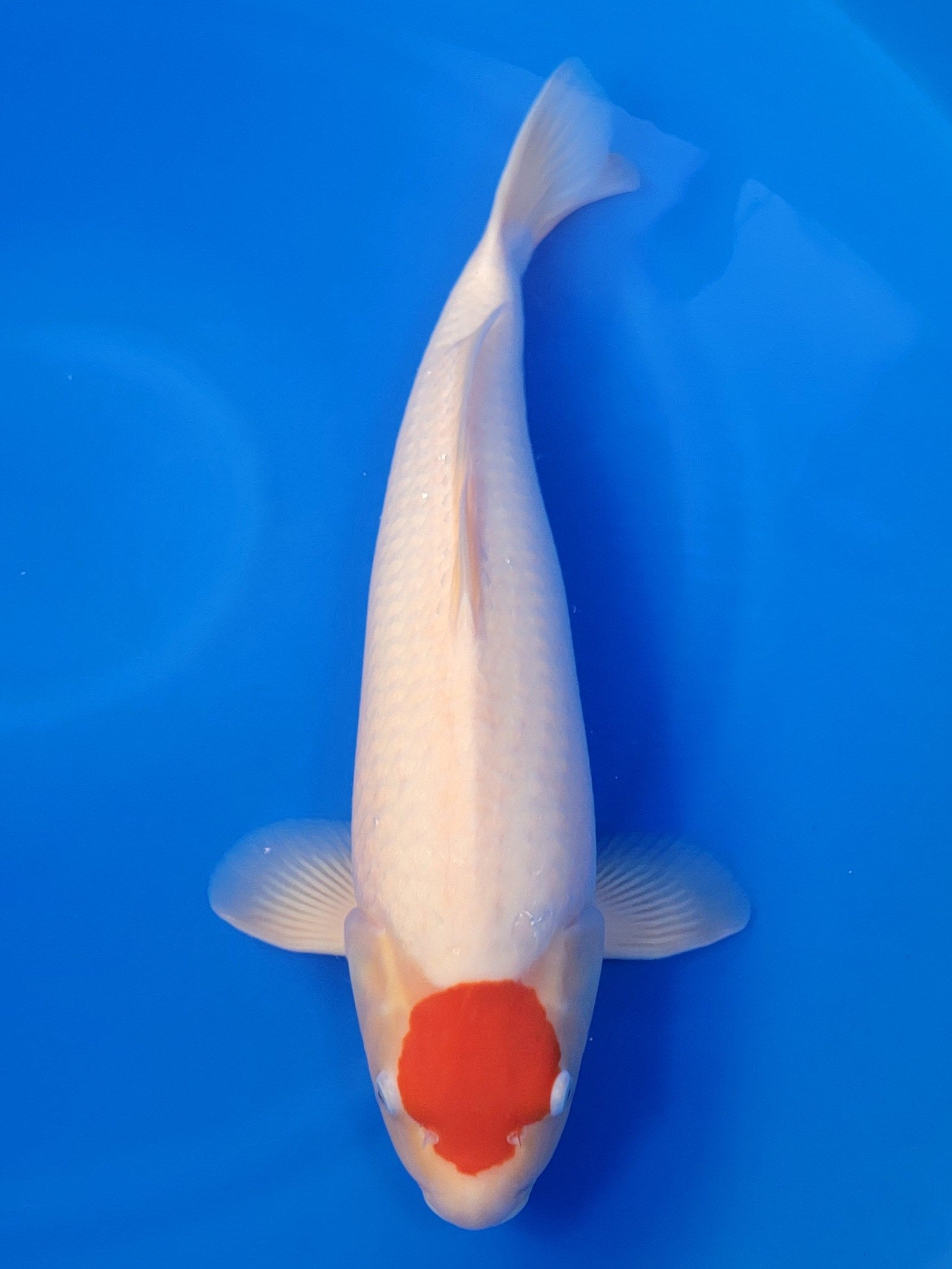 Sakai Company Ltd Tancho Kohaku koi for sale — 59 cm at ChampKoi