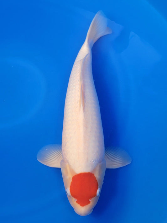 Sakai Company Ltd Tancho Kohaku koi for sale — 59 cm at ChampKoi