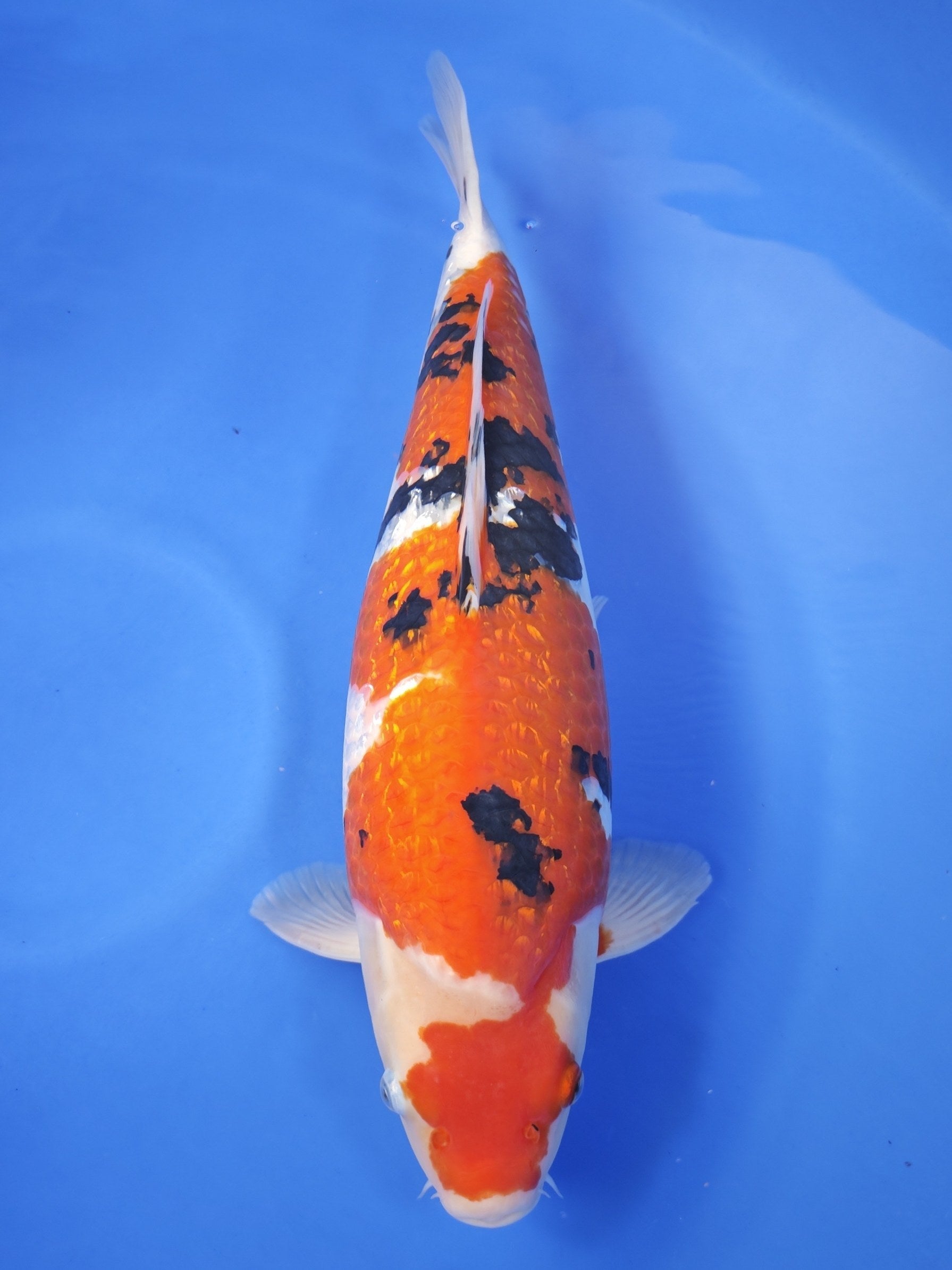 Sakai Company Ltd Ginrin Sanke koi for sale — 54 cm at ChampKoi