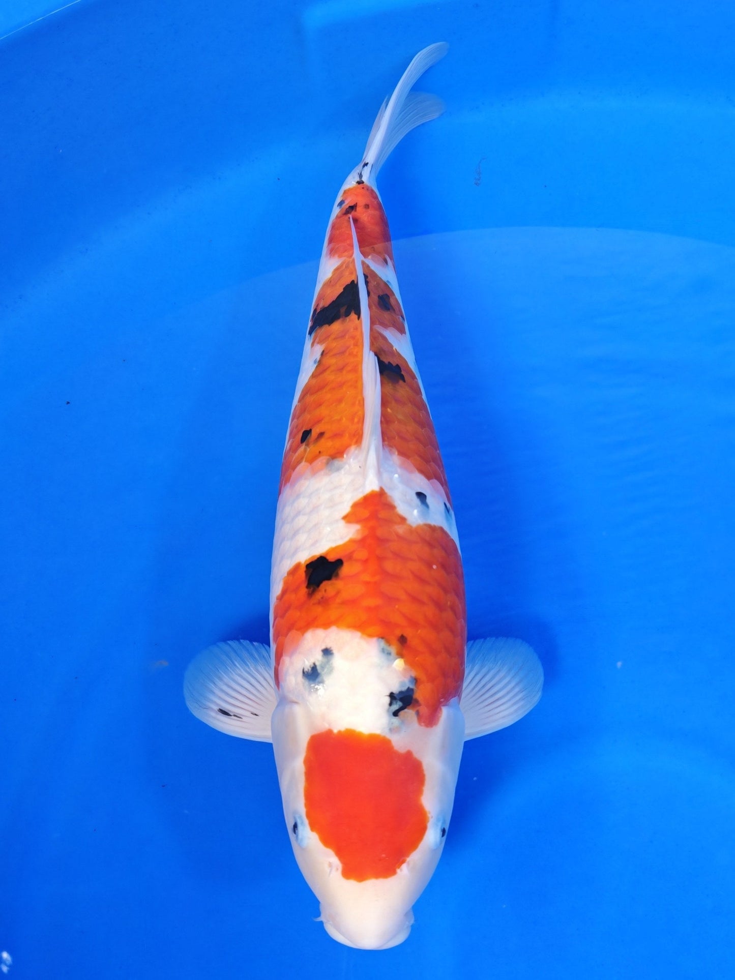 Sakai Company Ltd Sanke koi for sale — 55 cm at ChampKoi