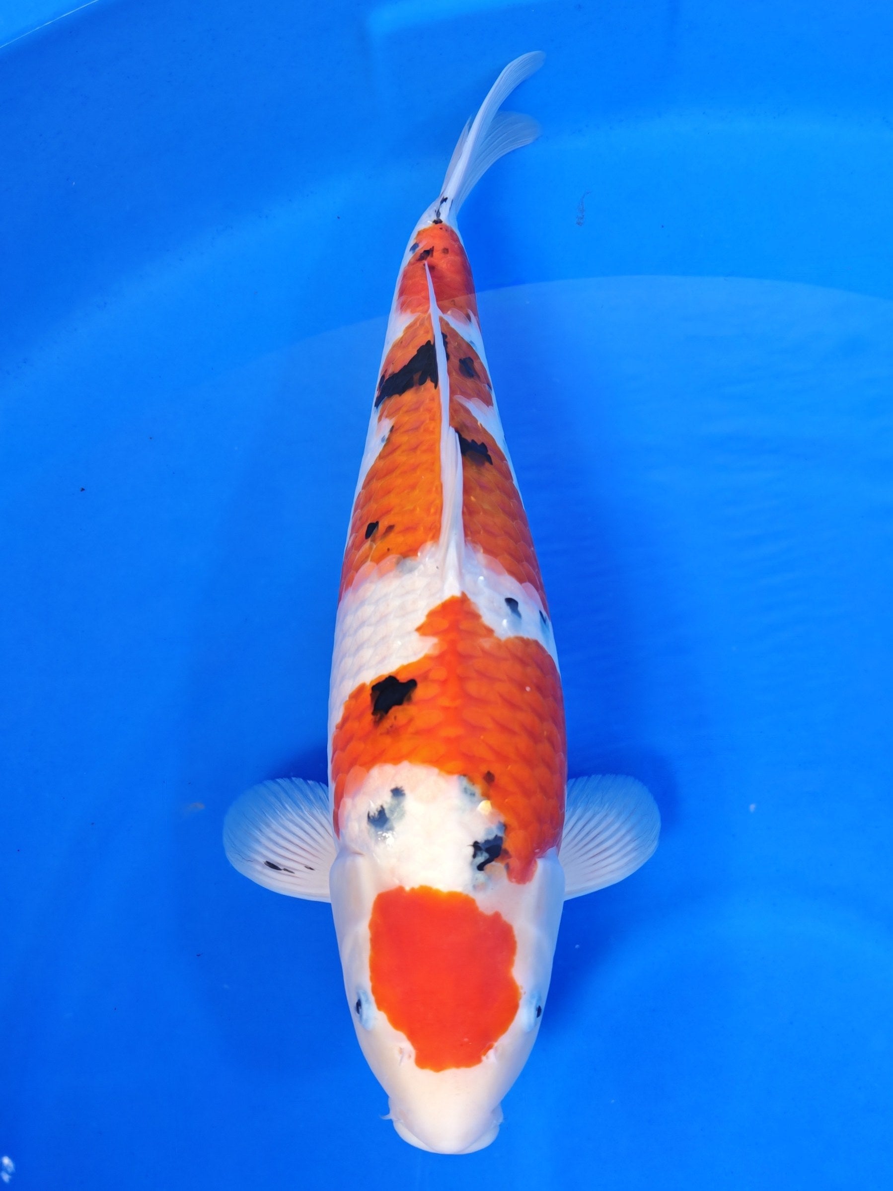 Sakai Company Ltd Sanke koi for sale — 55 cm at ChampKoi